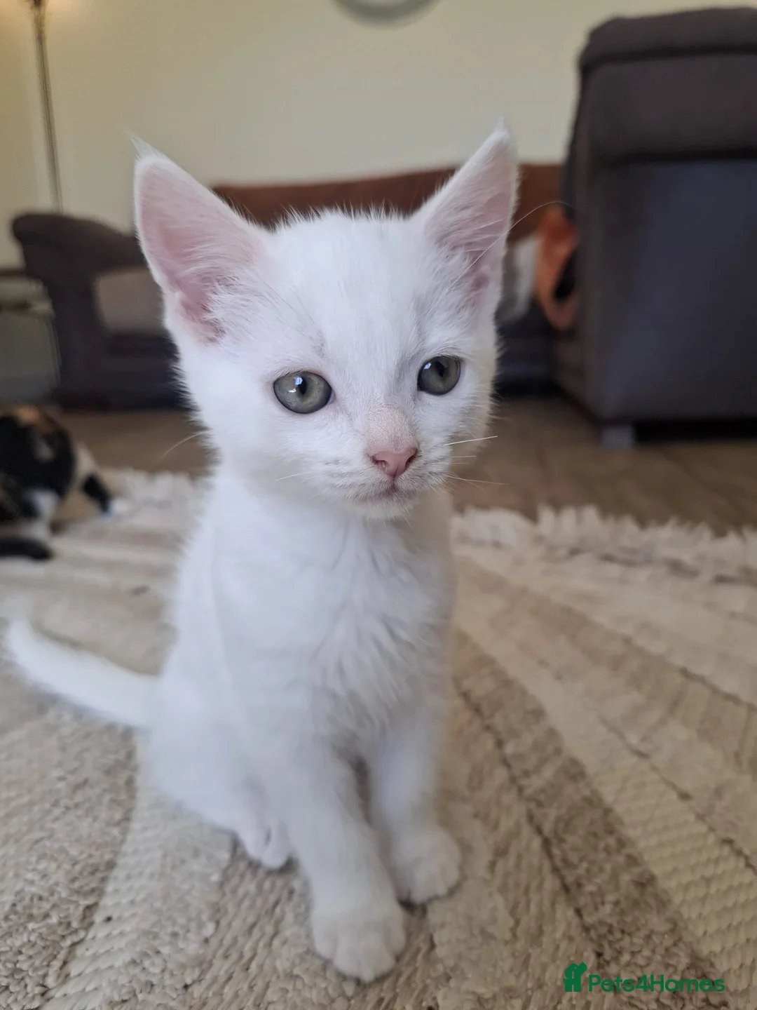 Mixed Breed cats for sale: 6 Beautiful Kitten for Sale in Goole - Advert 2