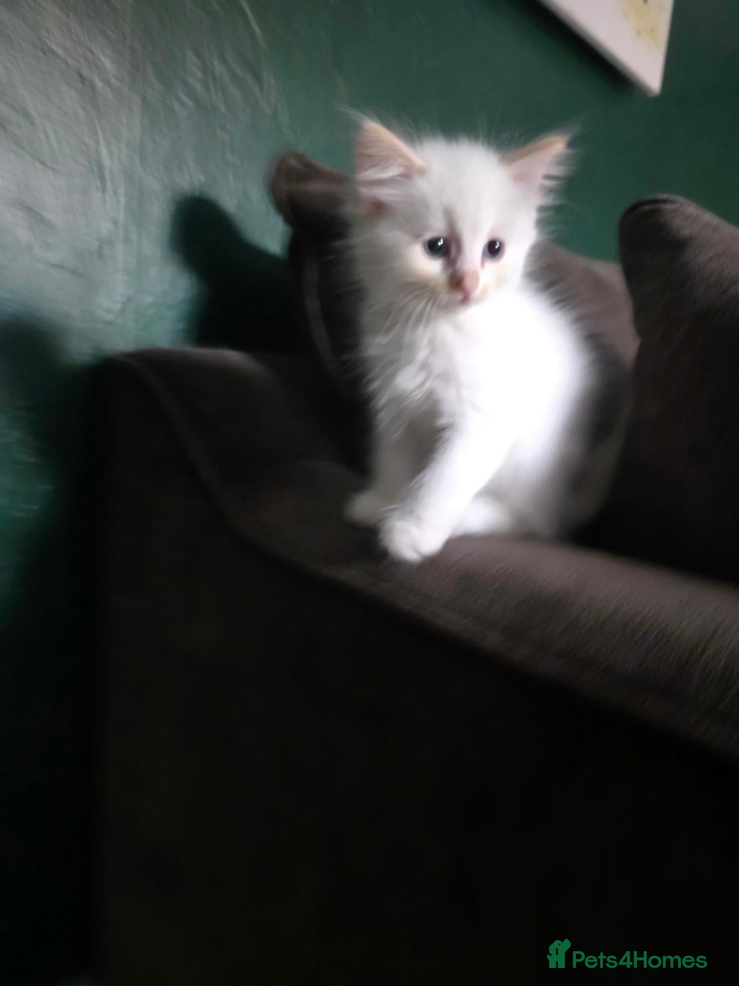 Maine Coon cats 1 female polydactyl left, mainecoon/ragdoll - Advert 2