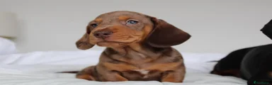 Miniature Dachshund 2