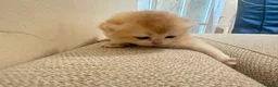 British Shorthair cats for sale: Gorgeous GCCF registered British shorthair Gold. - Advert 22