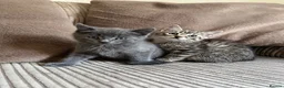 Mixed Breed cats for sale: Adorable Kittens for Sale - Advert 6