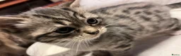 Mixed Breed cats for sale: Stunning Ragdoll / Bengal Mixed Kittens in Shipley - Advert 9