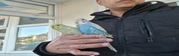 Budgerigars birds for sale: Super silly hand tamed baby budgies  - Advert 10
