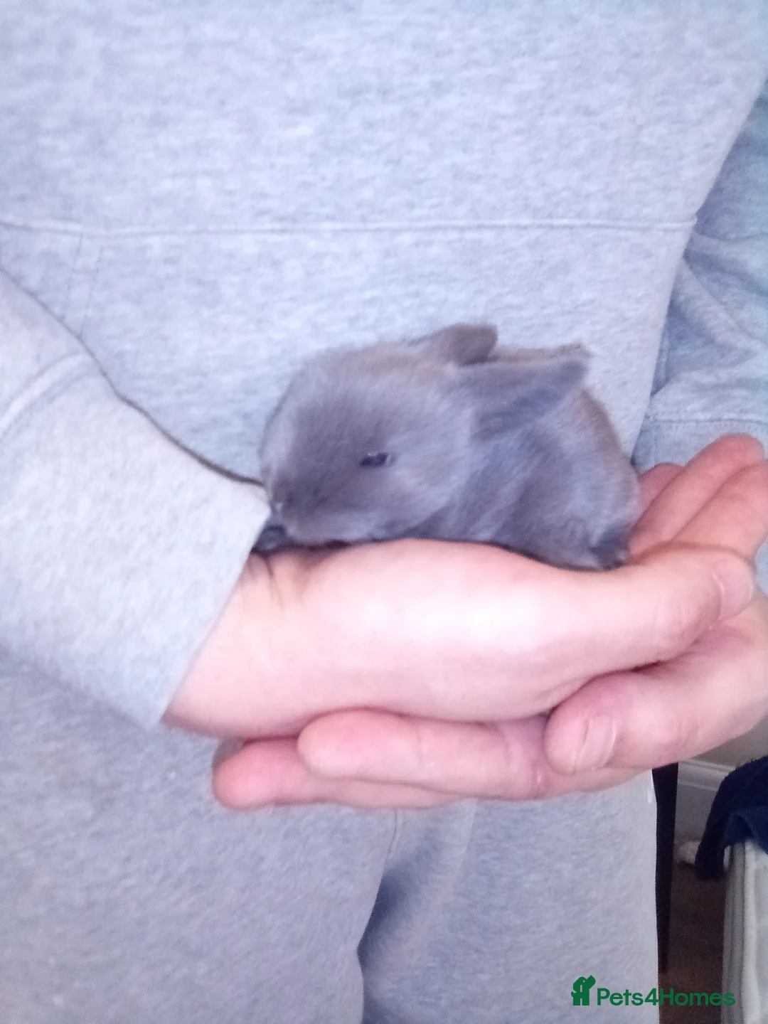 Mixed Breed rabbits for sale: Beautiful LopLion babies in Alfreton - Advert 7