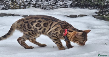Bengal cats - Advert 5