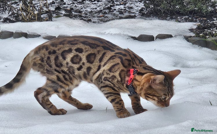 Bengal cats - Advert 7