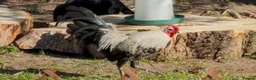 Chickens poultry for sale: 🐔 COMPLETE CHICKEN FLOCK & SETUP FOR SALE 🐔 - Advert 7
