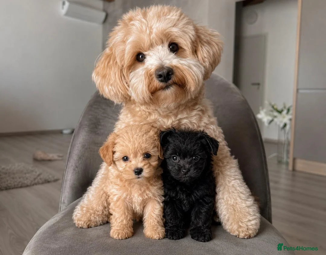 Maltipoo dogs for sale: Maltipoo puppies  in Epping - Advert 1