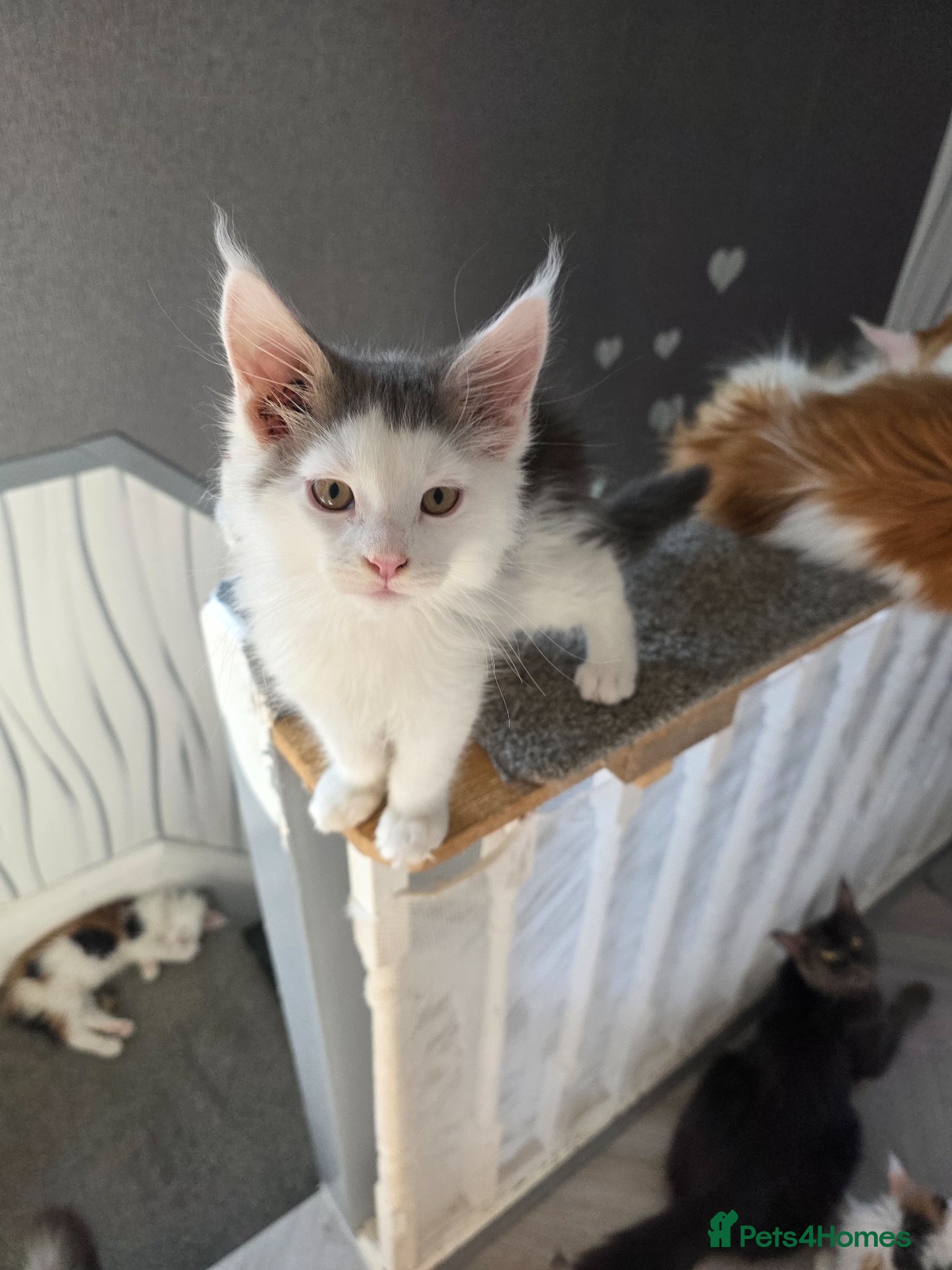 Maine Coon cats STUNNING MAINE COON KITTENS  - Advert 13