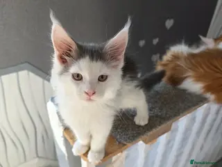 Maine Coon cats STUNNING MAINE COON KITTENS - Advert 13