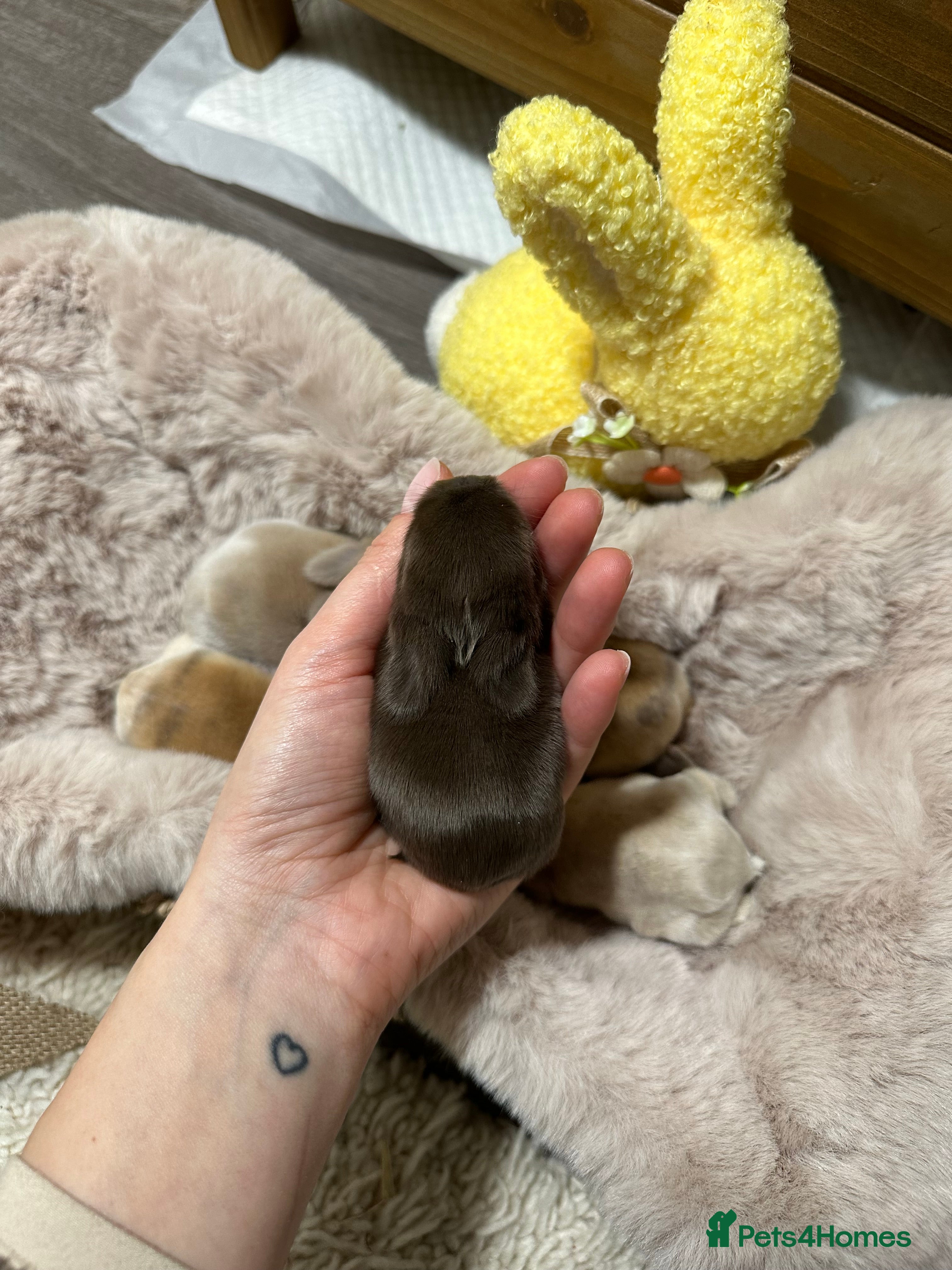 Mini Lop rabbits I have 6 mini lops babies ready to reserve  - Advert 15