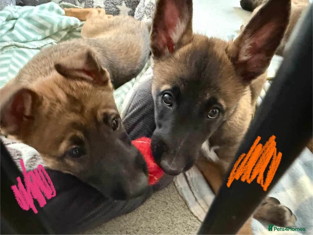 Belgian Shepherd Dog dogs for sale: Belgian Malinois puppies🐾 - Image 20