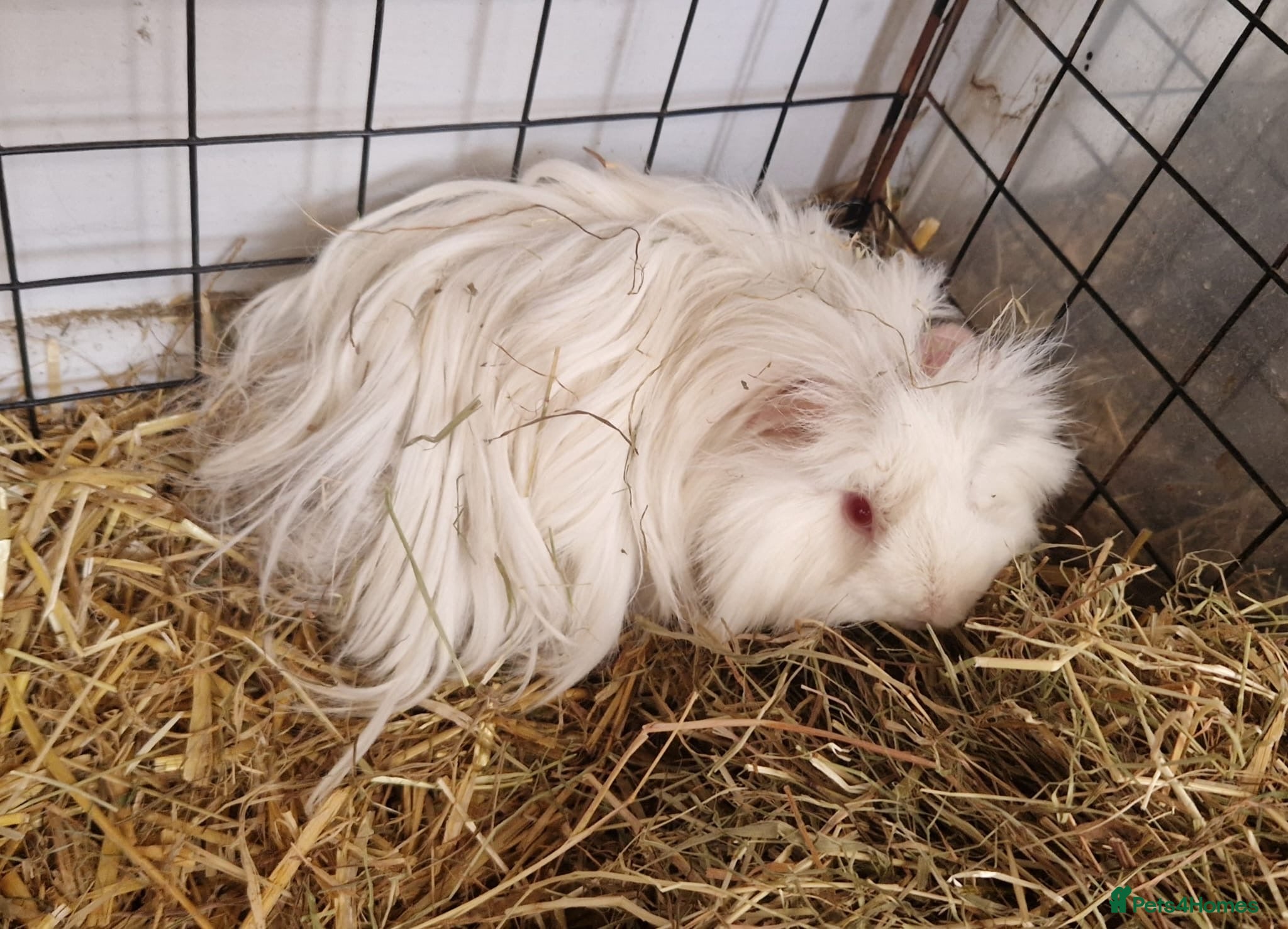 Guinea Pig rodents 12 Guinea pigs  - Advert 6