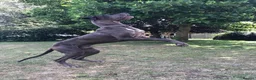 Great Dane dogs for sale: Stunning KC Registered champion bloodline Puppies - Advert 10