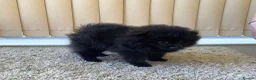 German Spitz dogs for sale: Two Registered Klein Bitch Puppies in Shrewsbury - Advert 4