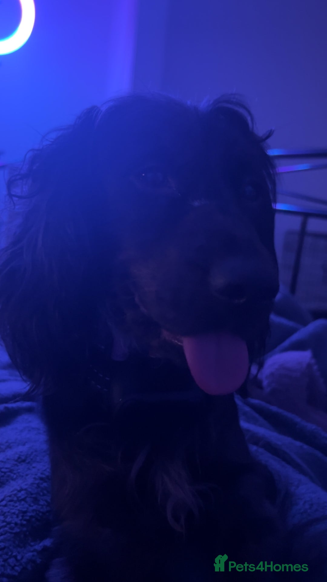 Cocker Spaniel dogs for sale: 2 year old female cocker spaniel  - Advert 4