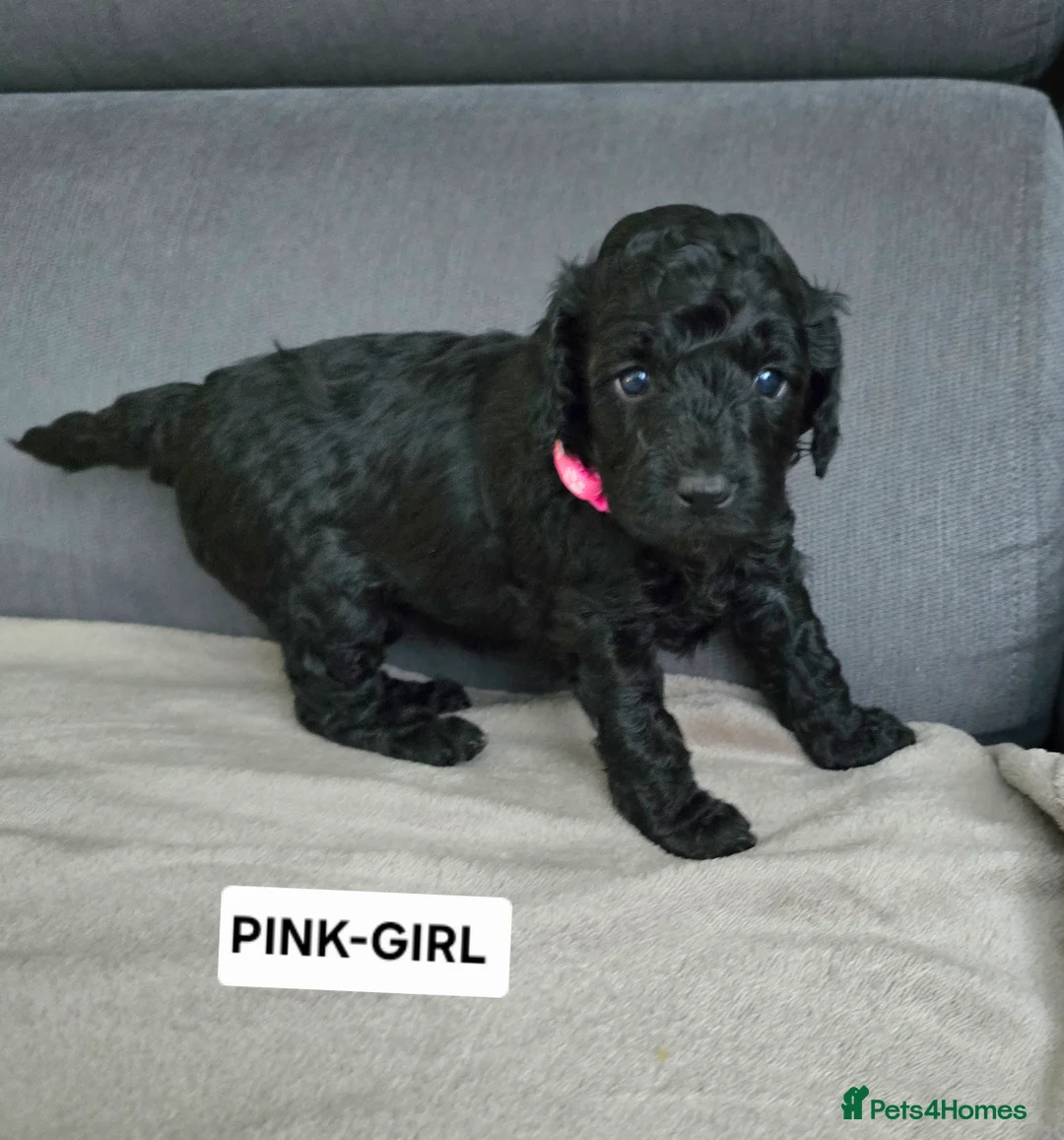 Toy Poodle dogs for sale: BEAUTIFULL BLACK TOY POODLES  - Advert 23