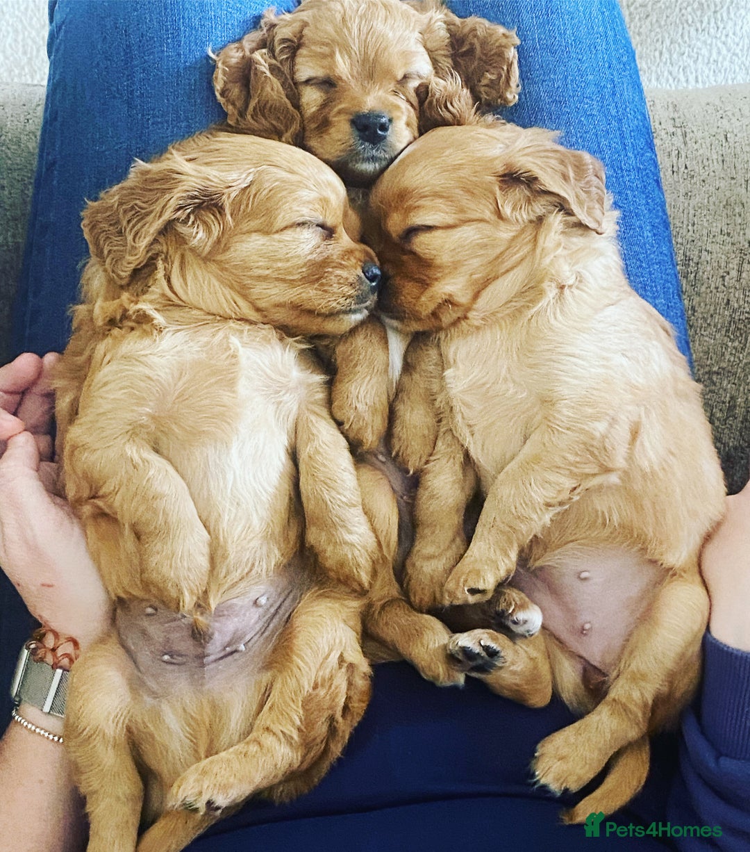 Cavapoo dogs for sale: Beautiful Cavapoo Puppies  - Image 8