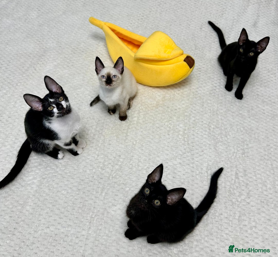 Mixed Breed cats for sale: ✨Cornish Rex Kittens Ready for New Homes Now✨ - Advert 1