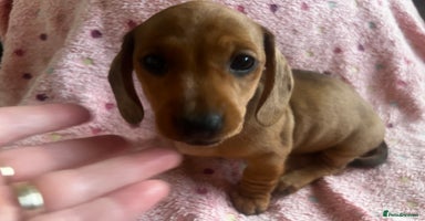 Miniature Dachshund dogs - Advert 2