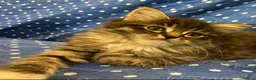 Maine Coon cats for sale: Three adorable Maine Coon Kittens For Sale  - Advert 15