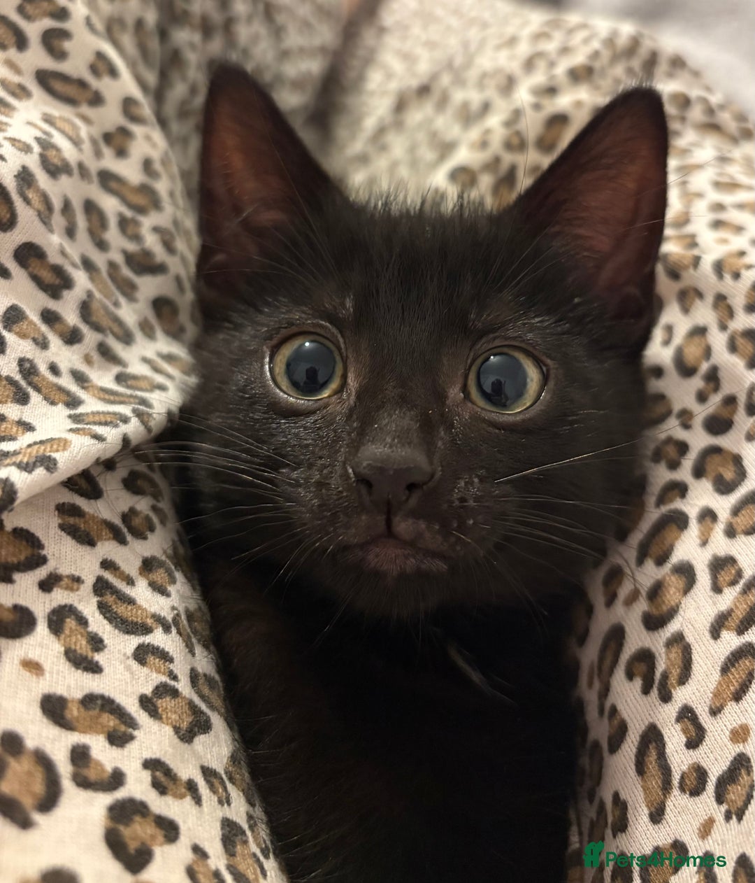 Mixed Breed cats for sale: girl kitten ready to go  - Advert 2