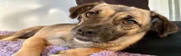Mixed Breed dogs for adoption: Marlene for Adoption - Advert 10