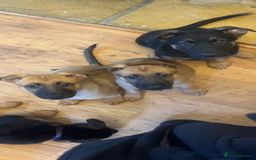 Mixed Breed dogs for sale: Belgium shepherd cross German shepherd puppies  in Trowbridge - Image 4