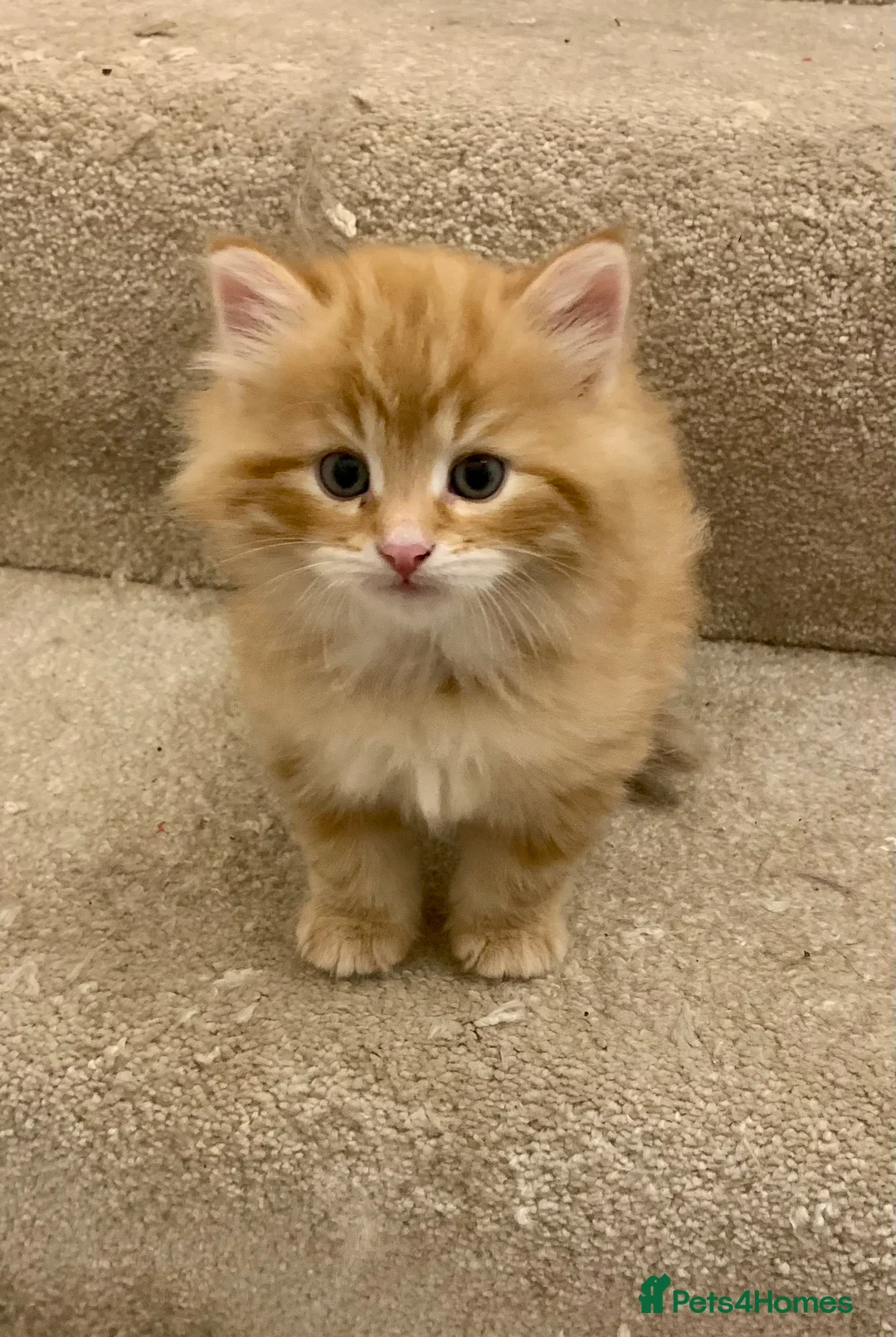 Siberian cats for sale: Siberian Kittens  - Advert 6