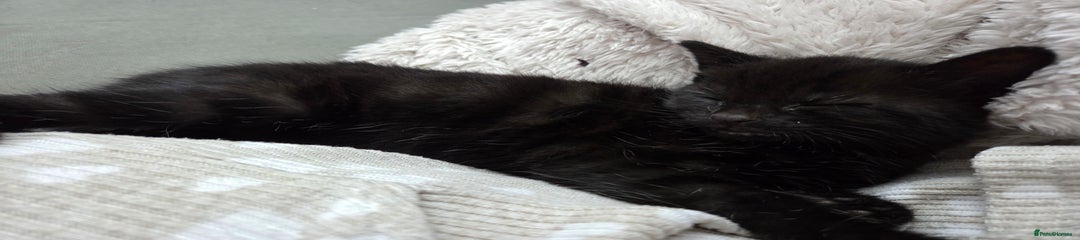 British Shorthair Kitten 1