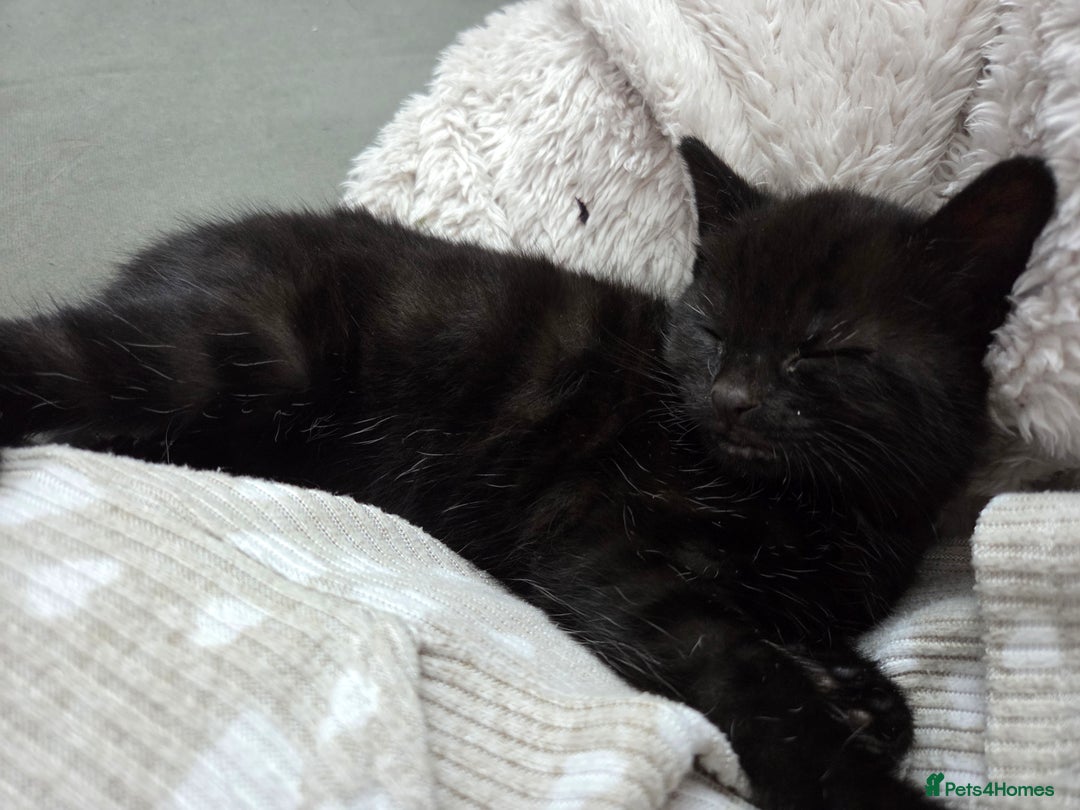 British Shorthair cats for sale: 4 beautiful kittens  - Image 6