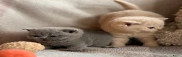British Shorthair cats for sale: British Shorthair Girls - Advert 33