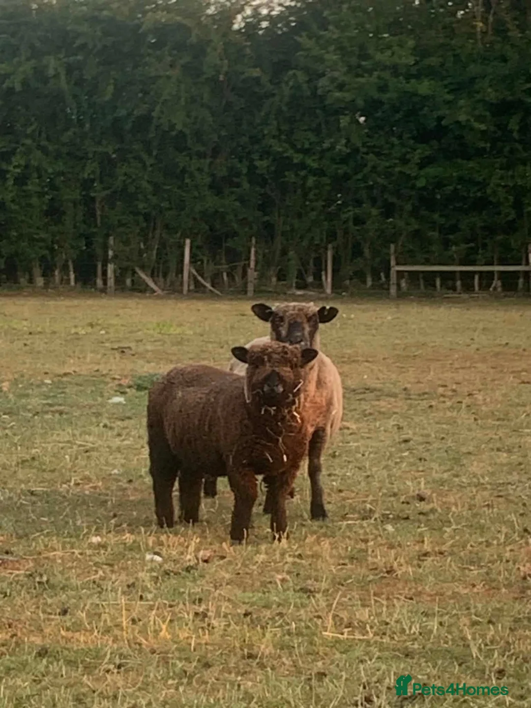Sheep livestock for sale: Coloured Ryeland ewe lambs - Advert 1