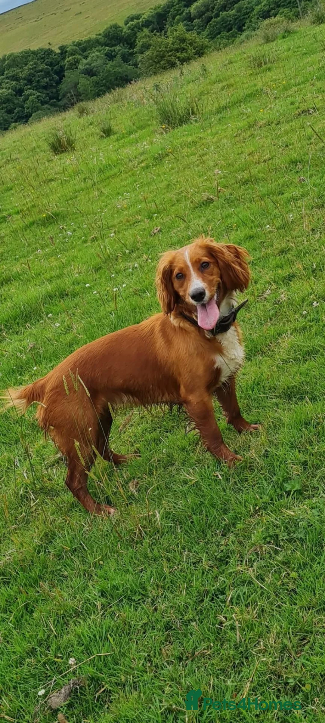 Cockapoo dogs for sale: 🌟F1 miniature health tested cockapoos🌟 - Advert 16