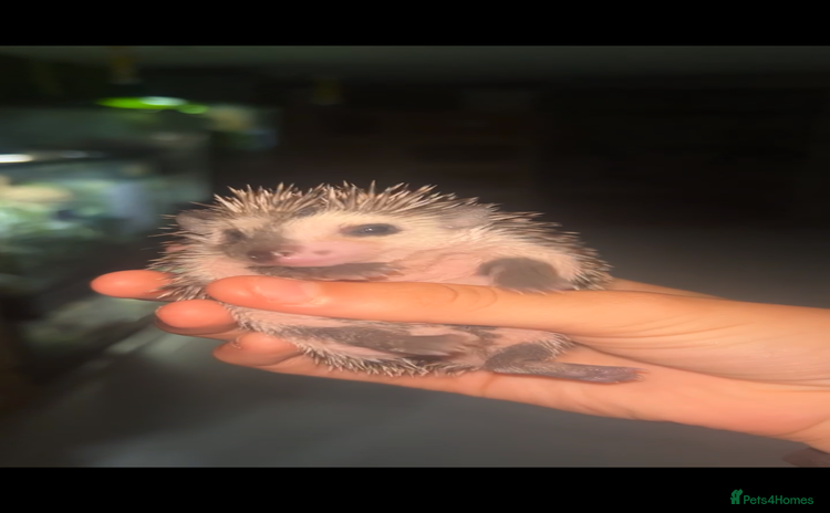 Pygmy Hedgehog rodents - Advert 2
