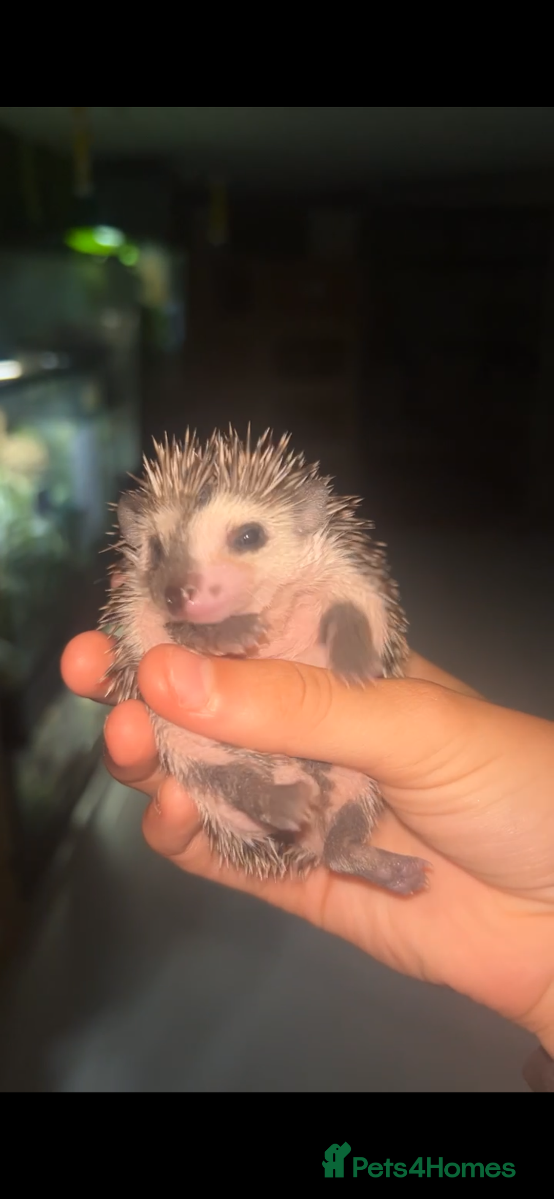 Pygmy Hedgehog rodents for sale: Gorgeous split face African Pygmy hedgehog - Image 1
