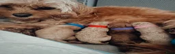 Cavapoo dogs for sale: 🐾 Beautiful F1b Cavapoo Puppies 🐾 in Bognor Regis - Advert 3