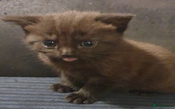 British Shorthair cats for sale: Two beautiful kittens ready for new home - Advert 3