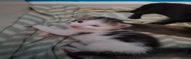 Tabby Female kitten 