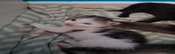Mixed Breed cats for sale: Beautiful kittens looking for their forever homes - Advert 4