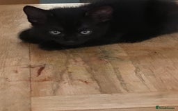 Mixed Breed cats for sale: Playful kittens looking for their forever home  - Image 2