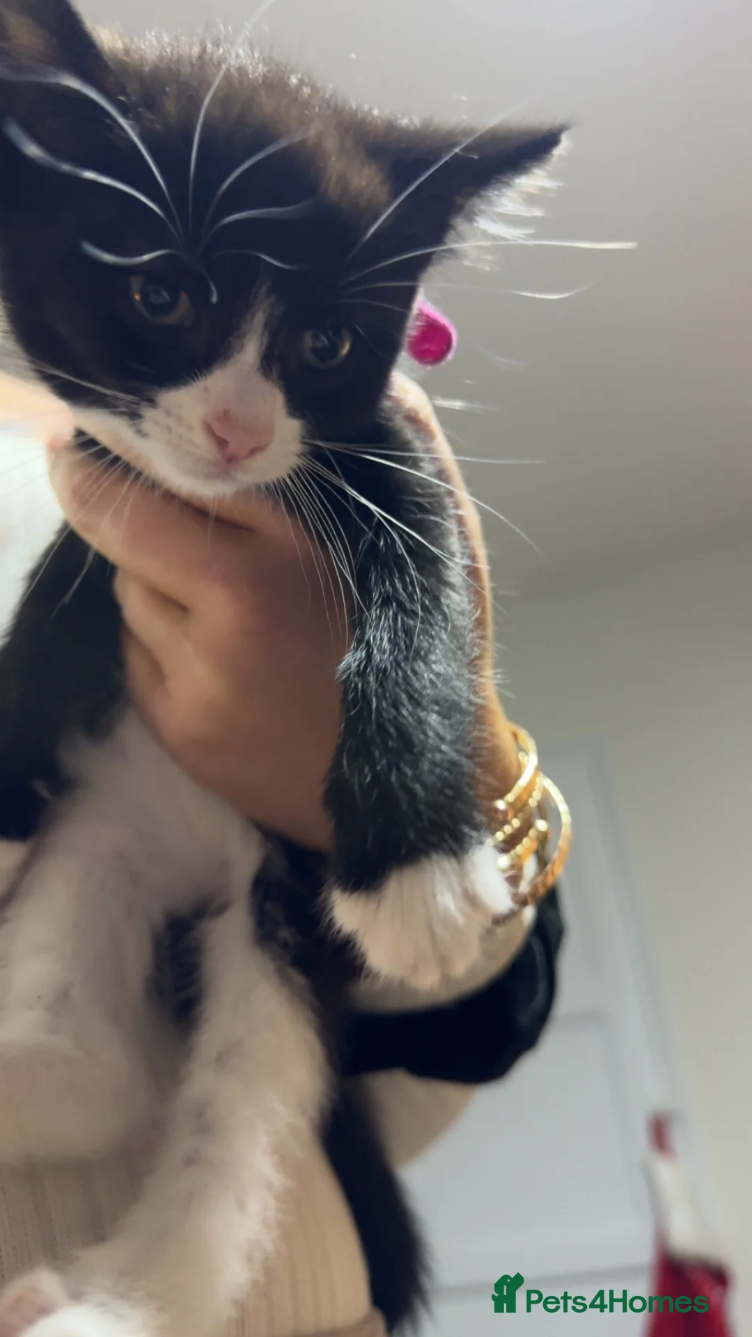 Mixed Breed cats for sale: 3 female kittens  in Chichester - Advert 4