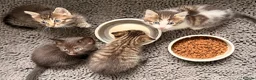 Mixed Breed cats for sale: Beautiful Kittens - Advert 3