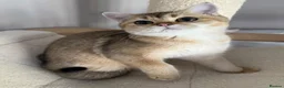 British Shorthair cats for sale: LAST GOLDEN KITTEN LEFT  - Advert 4