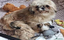 Shih Tzu dogs for sale: Kc stunning small imperial baby boy/girl - Image 16