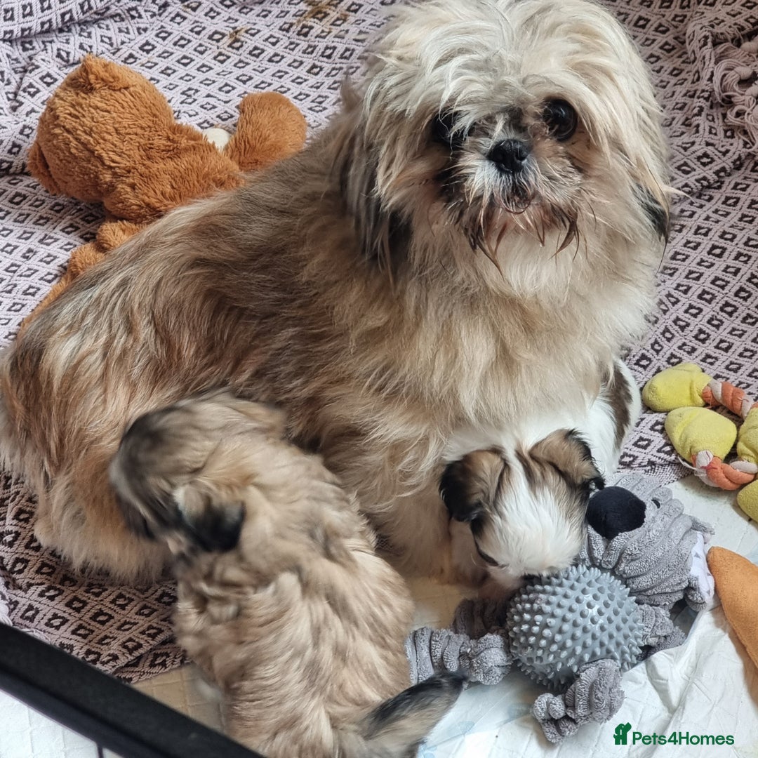 Shih Tzu dogs for sale: Kc stunning small imperial baby boy/girl - Image 16