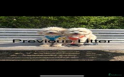 Maltipoo dogs for sale: Stunning F1 Maltipoo Baby Boy - Advert 13