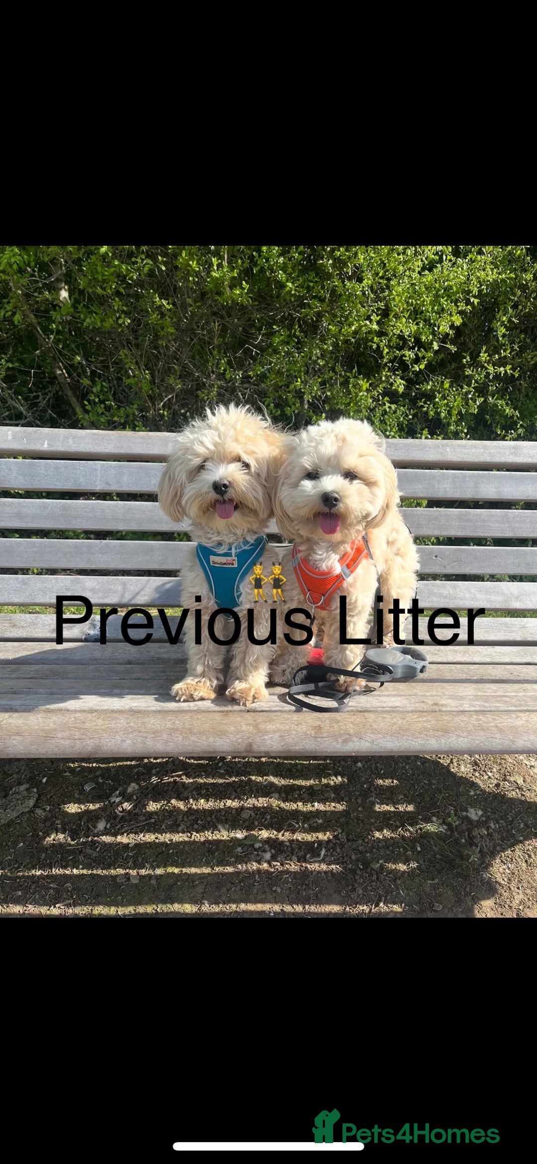 Maltipoo dogs for sale: Stunning F1 Maltipoo Baby Boy - Advert 13