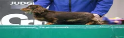 Miniature Dachshund dogs for sale: long & short hair miniature dashound puppy’s 4  💕 - Advert 11