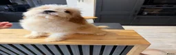 Cavapoo dogs for sale: 🤎✨ Toy Cavapoo Looking for His Forever Home 🐾 in Accrington - Advert 10